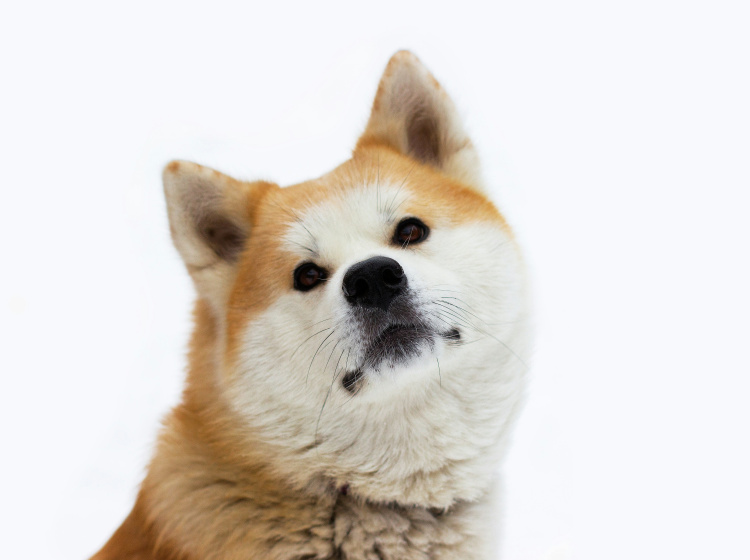 Akita