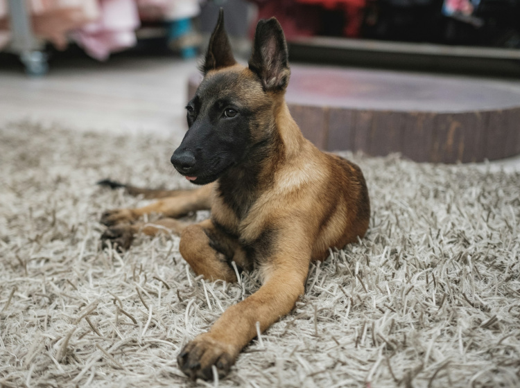 Belgický ovčák - Malinois