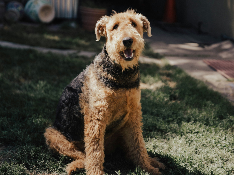 Airedale terier