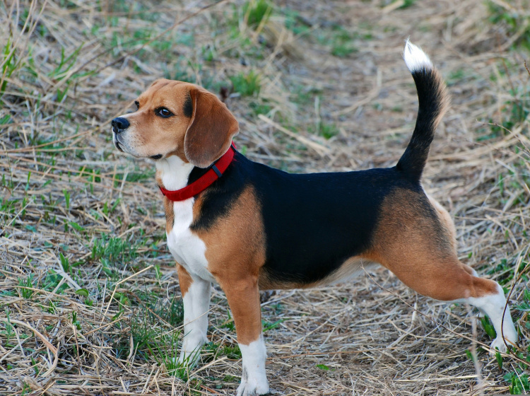 Beagle Harrier