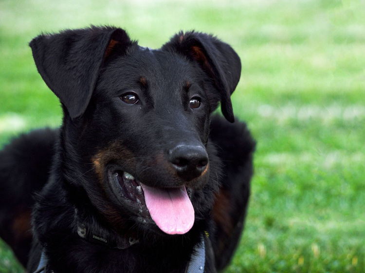 Beauceron